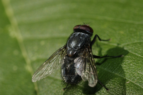 Muscina cf prolapsa